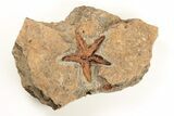 1.7" Ordovician Starfish (Petraster?) Fossil - Morocco - #195871-1